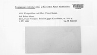 Phragmidium bulbosum image